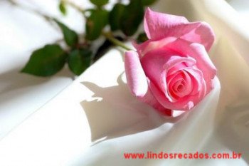 <b><center>Uma rosa com carinho</b></center>