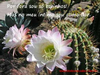 <b><center>Espinhos e flor</b></center>