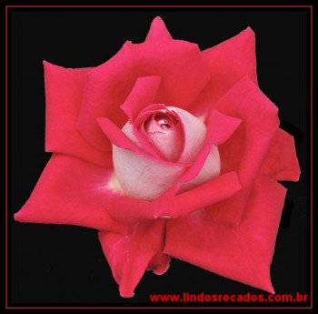 <b><center>Receba a rosa que lhe dou...</b></center>