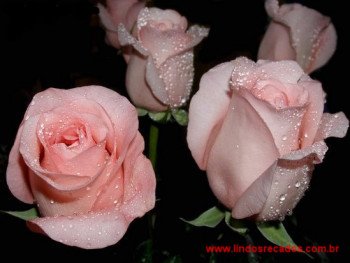 <b><center>Rosas são eternas</b></center>