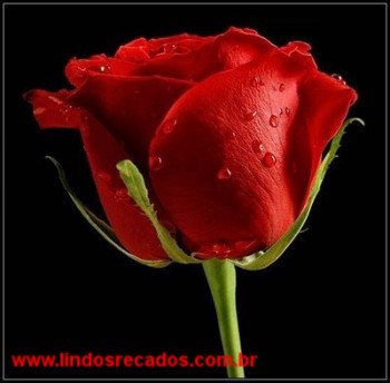 <b><center>Rosa vermelha - paixão</b></center>