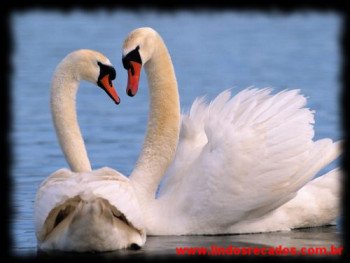 <b><center>Simplesmente amor...</b></center>