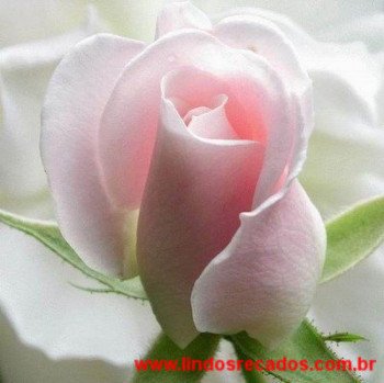 <b><center>Rosa cor de rosa</b></center>