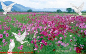 <b><center>Canpo de flores para sempre</b></center>