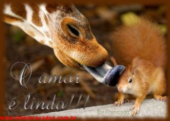 <b><center>O amor é lindo</b></center>