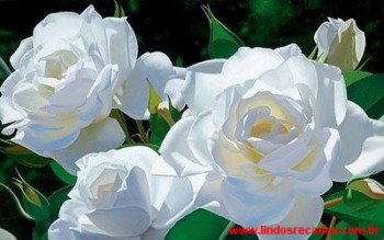 <b><center>rosas brancas</b></center>