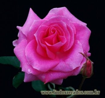 <b><center>Rosa</b></center>