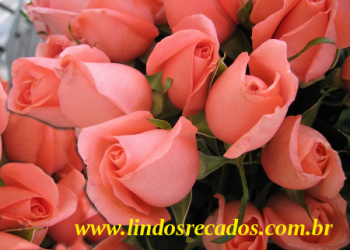 <b><center>Rosas</b></center>