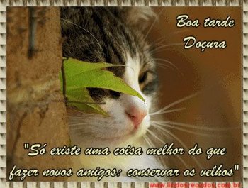 <b><center>Boa tarde</b></center>