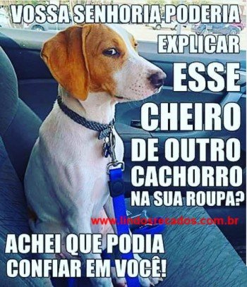 <b><center>Cheiro de outro cachorro</b></center>