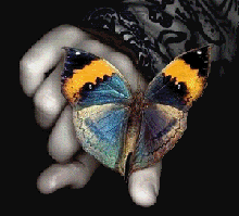 <b><center>Borboleta</b></center>