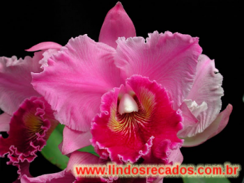 <b><center>Orquidea</b></center>