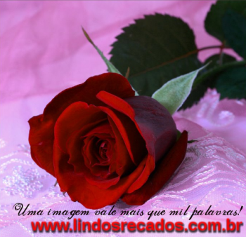 <b><center>Rosa.</b></center>