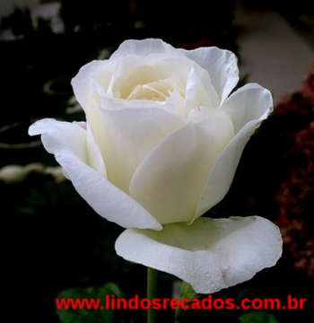 <b><center>Rosa branca</b></center>